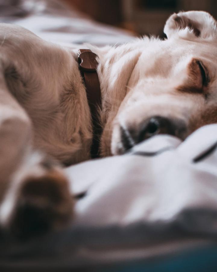 Rex